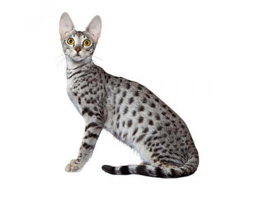 Best savannah best sale cat breeders